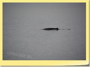 Wale im St. Lorenz Strom