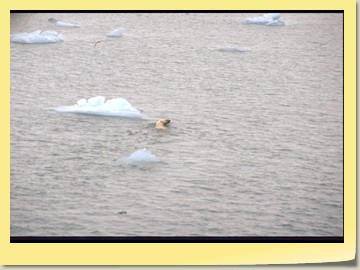 Die ersten Eisbären in Nordspitzbergen