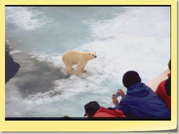 Eisbären kommen zur BREMEN
