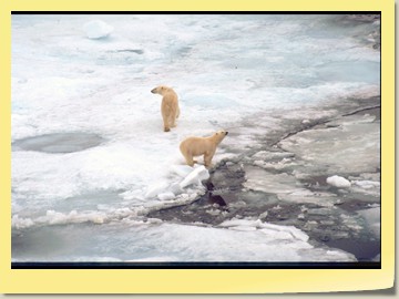 Eisbären kommen zur BREMEN