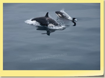 Schwertwale begleiten uns nach Heimaey / Island