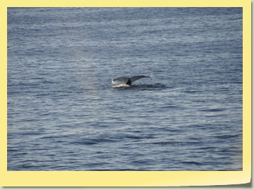 Wal in der Disko-Bucht