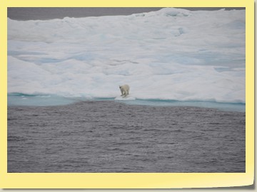Eisbär im Peel Sound