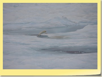 Springender Eisbär im Peel Sound