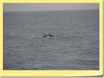 Wale vor Qaqortoq