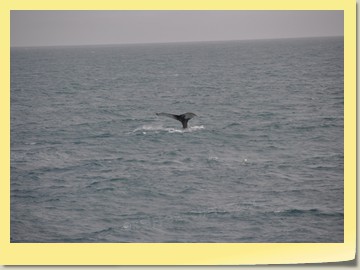 Wale vor Qaqortoq