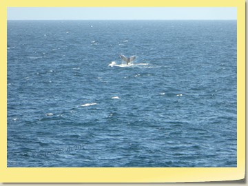 Der erste Wal vor Spitzbergen