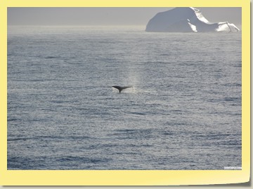 Wale vor Ammassalik