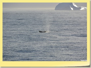 Wale vor Ammassalik