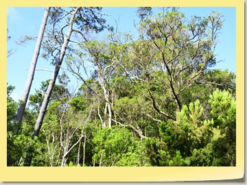 Inselrundfahrt durch das Vulkan-Gebiet