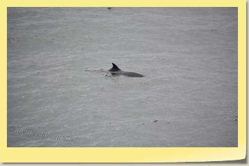 Wale in Sicht
