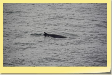 Wale in Sicht
