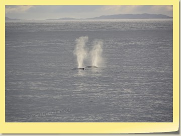 Die ersten Wale